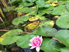 iphone_upload_pic-溱湖国家湿地公园