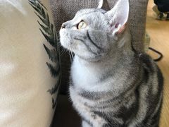 -猫和宫(六道口店)