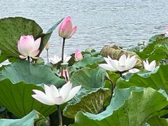 -荔湾湖公园