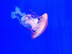 -上海海洋水族馆