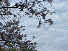 -广东花都湖国家湿地公园
