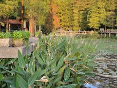 -深圳仙湖植物园