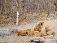 -北京野生动物园