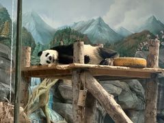 -武汉动物园