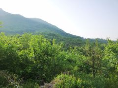 -鱼子山桑葚生态采摘园