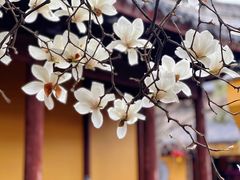 -龙华寺