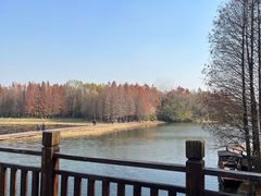 -溱湖国家湿地公园