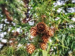 -帐篷客·溪龙茶谷度假酒店