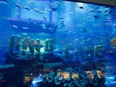 -迪拜水族馆及水下动物园