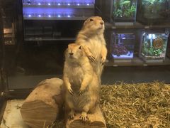 -宠物世家(仲盛世界商城店)