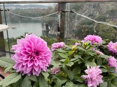 -璟象酒店-爱丽坊景观餐厅