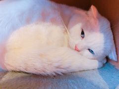 -猫咪博物馆(顶澳仔猫街店)