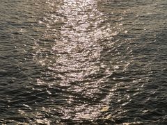 -溪岸路花鸟市场