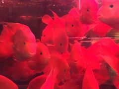 -中环花鸟鱼虫市场