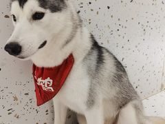 -Husky Go!哈士奇体验馆·宠物咖啡厅狗咖