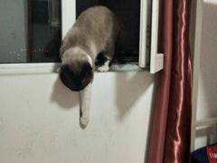 -宠爱国际动物医院· 猫科· 外科·中兽医(长白店)