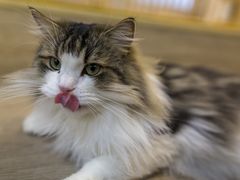 -柴迷FANS CLUB·柴犬狗咖·猫咖