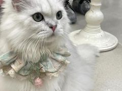 -共舞时光猫咖·狗咖(新街口店)