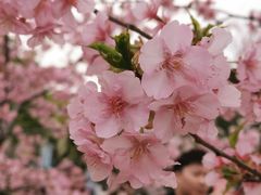 -顾村公园