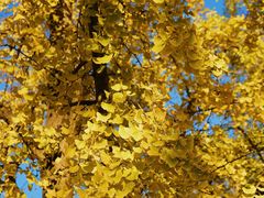 -三里屯东五街银杏大道