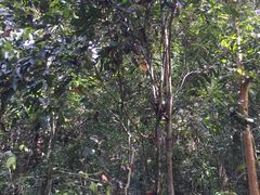 -乌鲁淡布隆国家公园