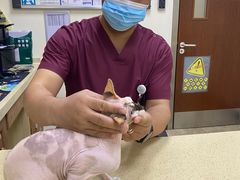-美联众合动物医院·24h转诊中心