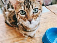 -猫小院猫主题咖啡厅(北锣店)