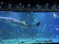 -烟台海昌鲸鲨海洋公园