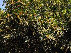 -西安市纺织公园