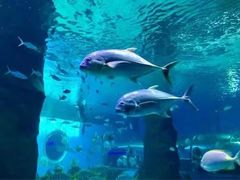 -北戴河圣蓝海洋公园