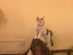 -猫色咖啡·猫咖