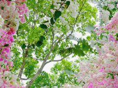 -深圳国际园林花卉博览园