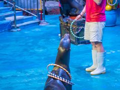 -烟台海昌鲸鲨海洋公园