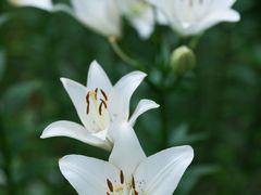 -花开海上生态园