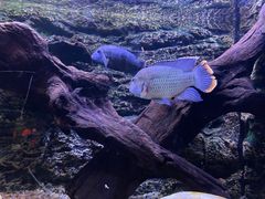 -上海海洋水族馆