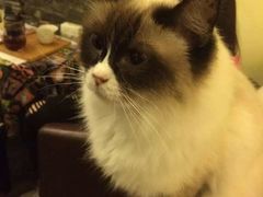 -猫色咖啡·猫咖