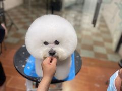 -鑫艺宠物美容培训学校