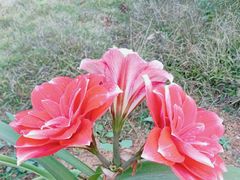 -南宁良凤江国家森林公园