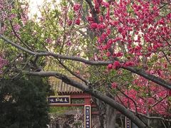 -桃花堤公园