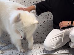 -毛绒耶耶撸宠馆·猫咖·狗咖·荷兰猪咖