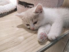 -屋虎猫馆(宝安大仟里店)