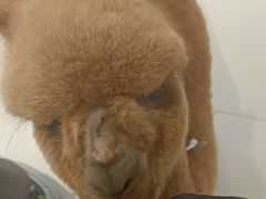 -怪兽屋·羊驼·猫咖·狗咖(俊华广场店)