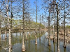 -池杉湖湿地公园