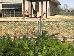 -石家庄市动物园