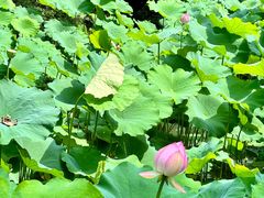 -成都杜甫草堂博物馆
