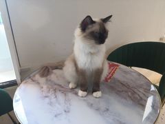 -喵喵咪呀布偶猫咖(春熙路店)