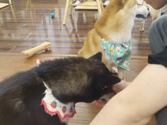 -豆柴町-柴犬主题狗咖(红鼎国际C座店)