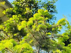 -长白岛森林公园