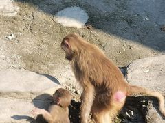 -上海野生动物园