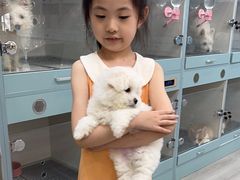 -萌宠之家·腊肠犬·马尔泰·小体犬舍